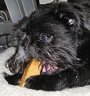 Tango (Brussels Griffon) loves his Himalayan Chew