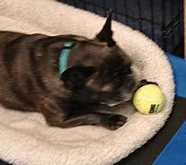 Dax (French Bulldog) is ball-obsessed