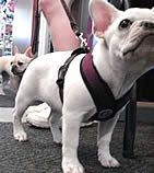 Lilly the French Bulldog in her Purple Comfort Harness