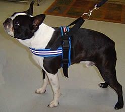 Winston (Boston Terrier) in the ComfortFlex Sport Harness