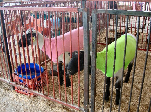 The sheep were chilly!