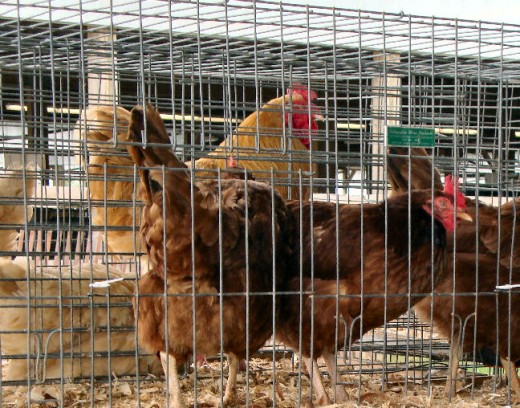 Chickens!