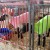 It was a chilly day for summer! The newly-shorn sheep needed clothes to stay warm. It was a chilly day for summer! The newly-shorn sheep needed clothes to stay warm.