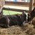 Up close to cows. Up close to cows.