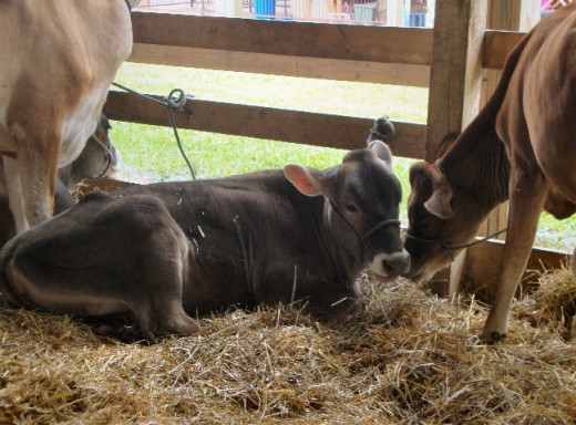 Up close to cows.