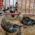 These ducks were for sale - $10 each. Tempting, but we resisted. These ducks were for sale - $10 each. Tempting, but we resisted.