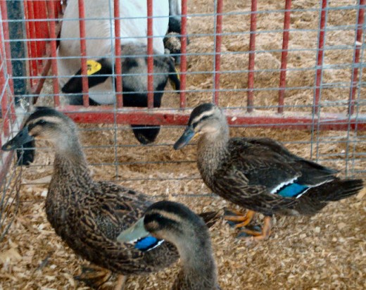These ducks were for sale - $10 each. Tempting, but we resisted.