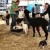 The animals really enjoyed the treats! The animals really enjoyed the treats!