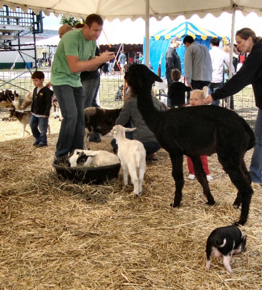 The animals really enjoyed the treats!