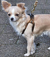 Maddie (Chihuahua) in the Choke-Free Shoulder Collar