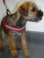 Ghilley (Border Terrier) in the ComfortFlex Sport Harness