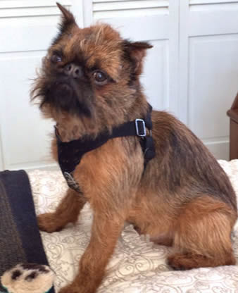 Truman in his PerfectFit Harness