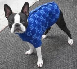 Styles of dog coats - which is right for your dog?