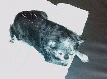 Roc getting an acupuncture treatment