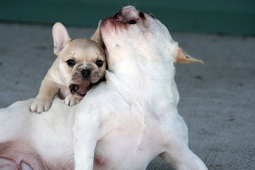 My dog, Teddy, with his mother, Tula.