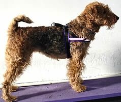 Payton (Airedale) in the Purple ComfortFlex Sport Harness