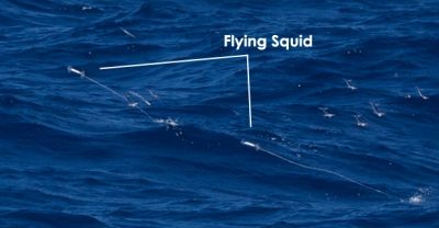 Leaping Squids a Flying