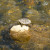 Turtle suns on a rock in the stream