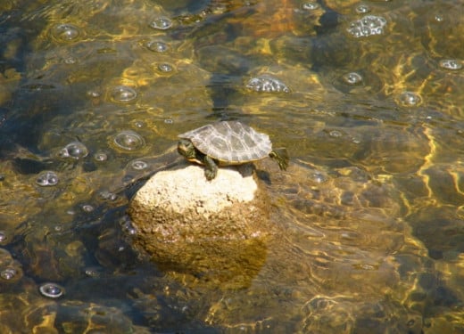 Turtle suns on a rock in the stream
