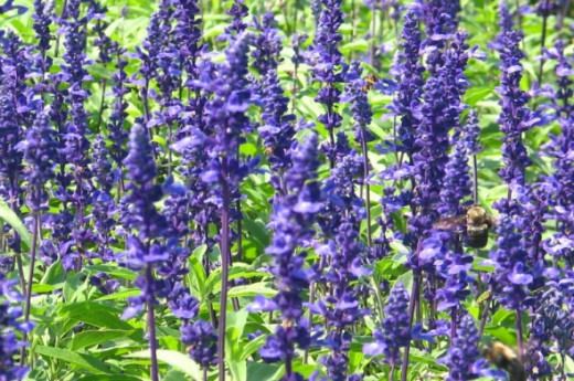 Lots of bees visiting flowers