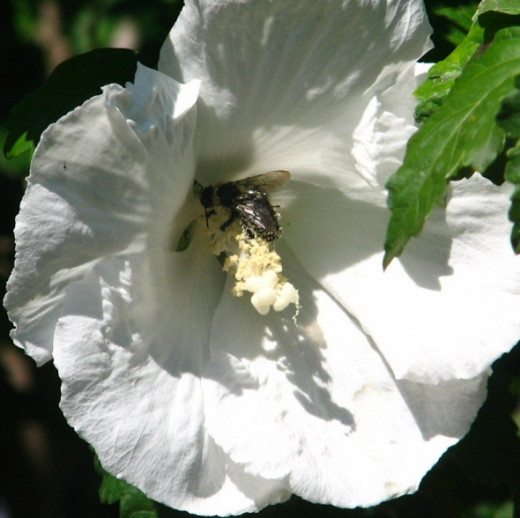 Pollination at work