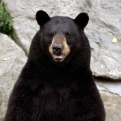 mattressguru profile image