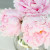Soft pink peonies! Soft pink peonies!