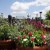 Brightly Colored Blooms Surrounding World Showcase Lagoon