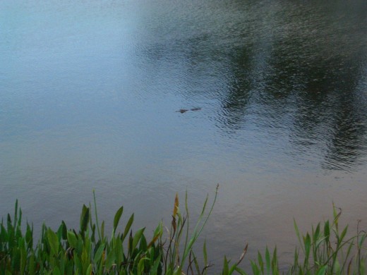 Yes, That's a Florida Gator You See!
