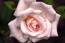 Bride's Dream Rose  (Source: Cheryl Rogers)