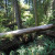 Old-growth Trees Fallen from Windstorm Old-growth Trees Fallen from Windstorm
