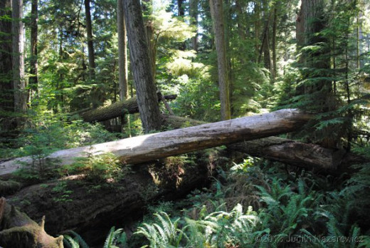 Old-growth Trees Fallen from Windstorm