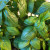Fresh basil for the sauce Fresh basil for the sauce