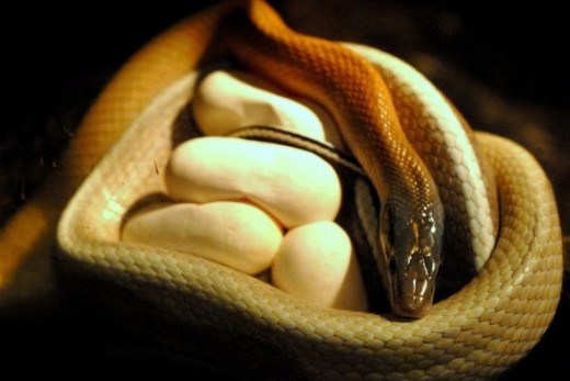 Snake with eggs