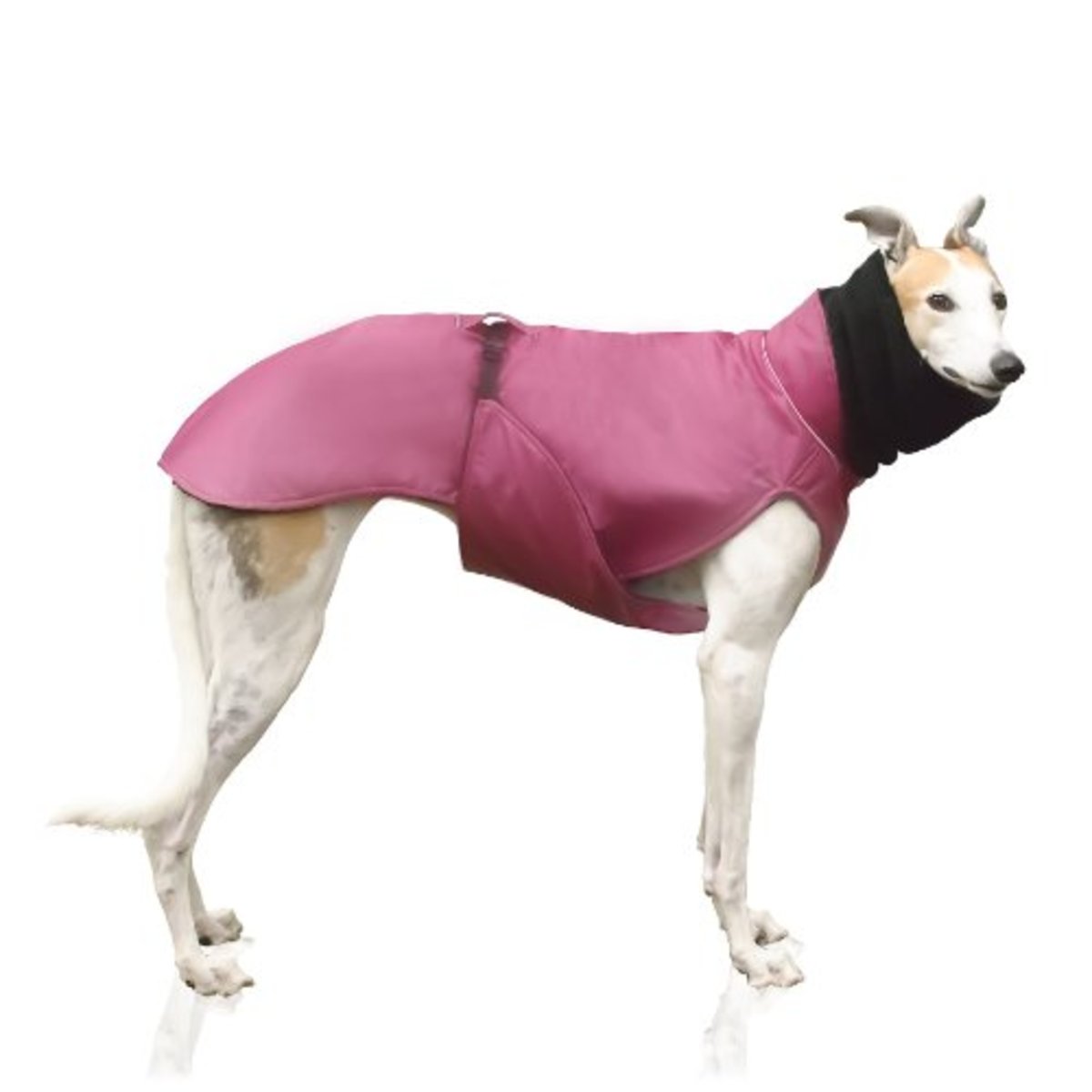 Winter Coats for Greyhound Dogs | hubpages
