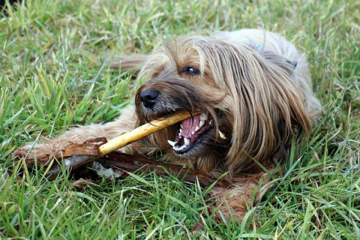 Dog With Stick Chewing, by Manfred Antranias Zimmer [public domain (http://creativecommons.org/publicdomain/zero/1.0/deed.en)]