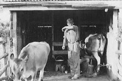 Early Milking Shed
