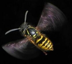 Flying wasp. Photo Credit - http://en.wikipedia.org/wiki/Wasp