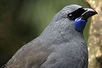 Kokako. Photo Credit - http://en.wikipedia.org/wiki/K%C5%8Dkako