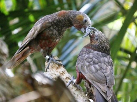 Pair Kaka Parrots. Photo Credit - http://en.wikipedia.org/wiki/New_Zealand_kaka