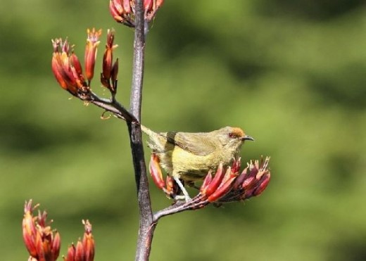 NZ Female Bellbird. Photo Credit - http://en.wikipedia.org/wiki/New_Zealand_bellbird