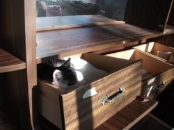 Cat Sleeping in Open Drawers - Photo Credit - Elsie Hagley