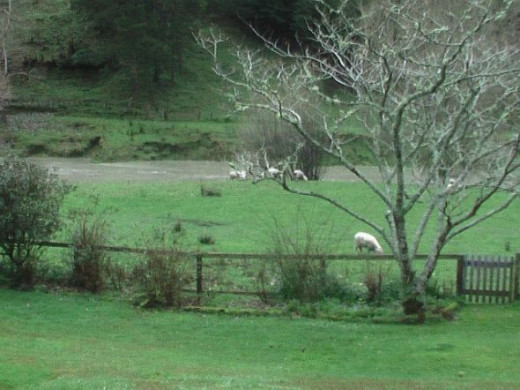 Urenui River in flood - Photo Credit - Elsie Hagley