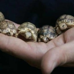 How to Set up a Habitat for Your Baby Sulcata Tortoise | PetHelpful