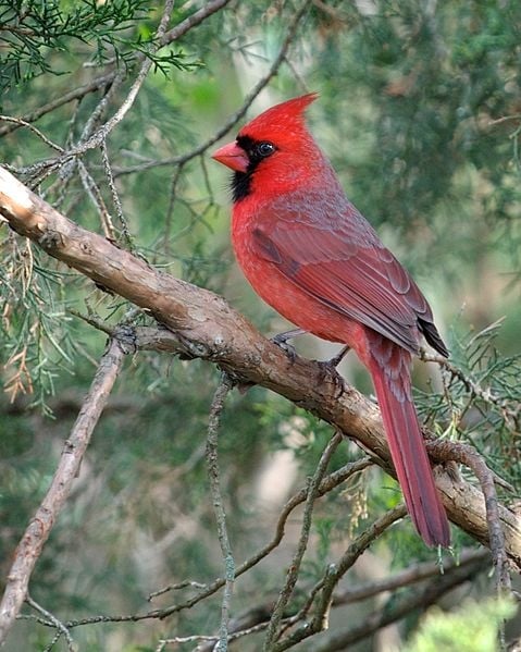 Cardinalis Columbus, Ohio, USA-male.