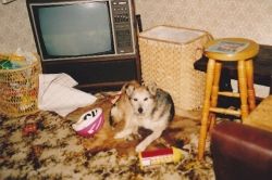 Maybe we could teach a dog to tidy up. Photo of my dog - trout, author Elsie Hagley. 