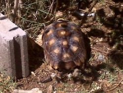 Building an Outdoor Habitat for a Sulcata Tortoise | PetHelpful