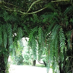 Native ferns hanging in an archway. Photo Credit -  Elsie Hagley