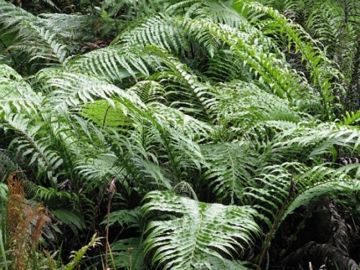 New Zealand Ferns. Photo Credit - Elsie Hagley