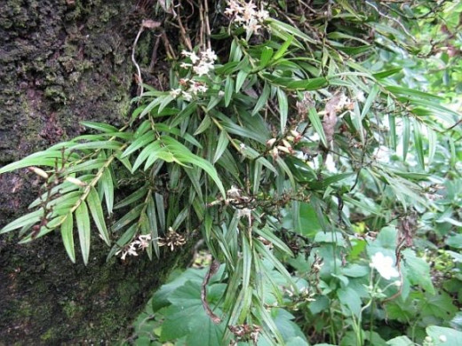 Bush orchids in my garden. Photo Credit - Elsie Hagley.